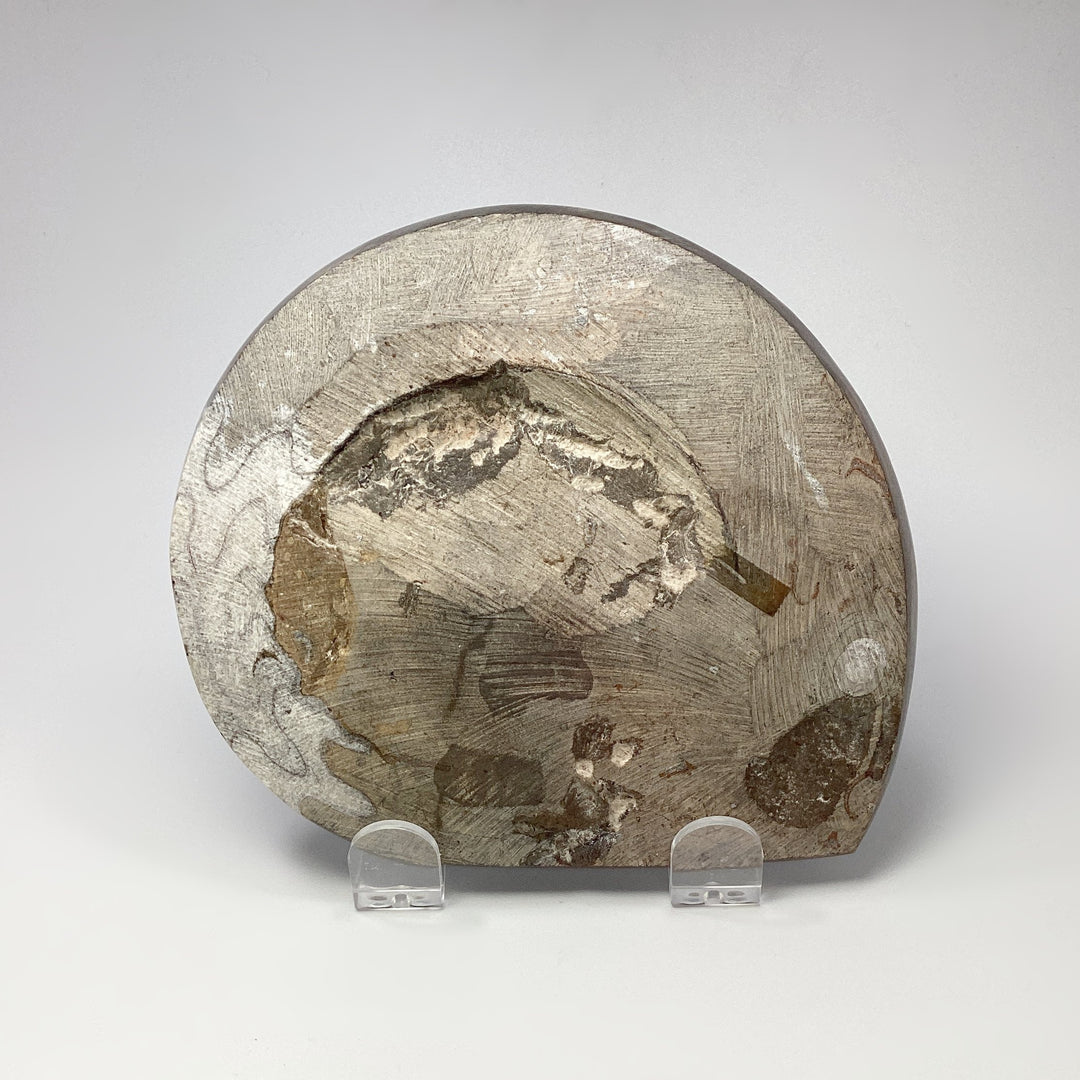 Ammonite Agoniatite - Rocks and Gems Canada