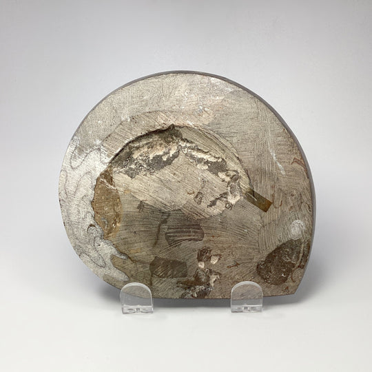 Ammonite Agoniatite - Rocks and Gems Canada