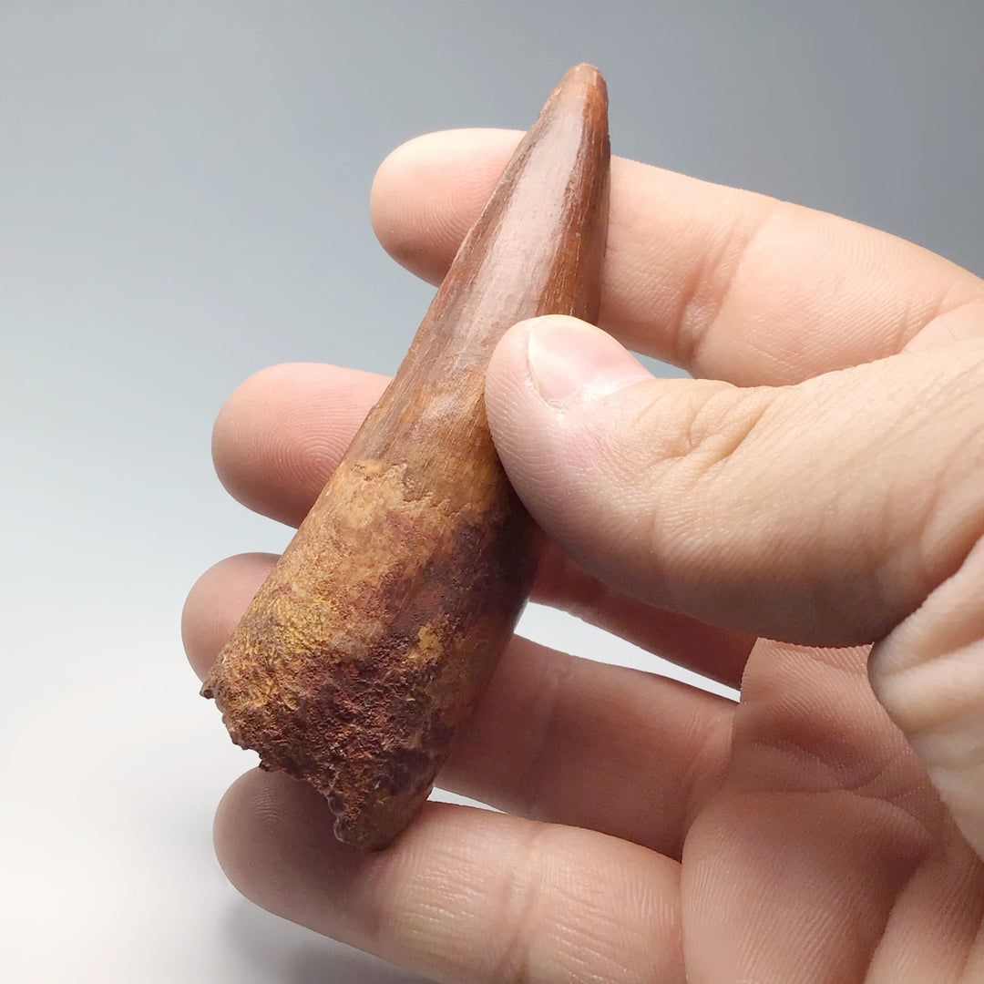 Fossilized Spinosaurus Tooth Specimen - Rocks and Gems Canada