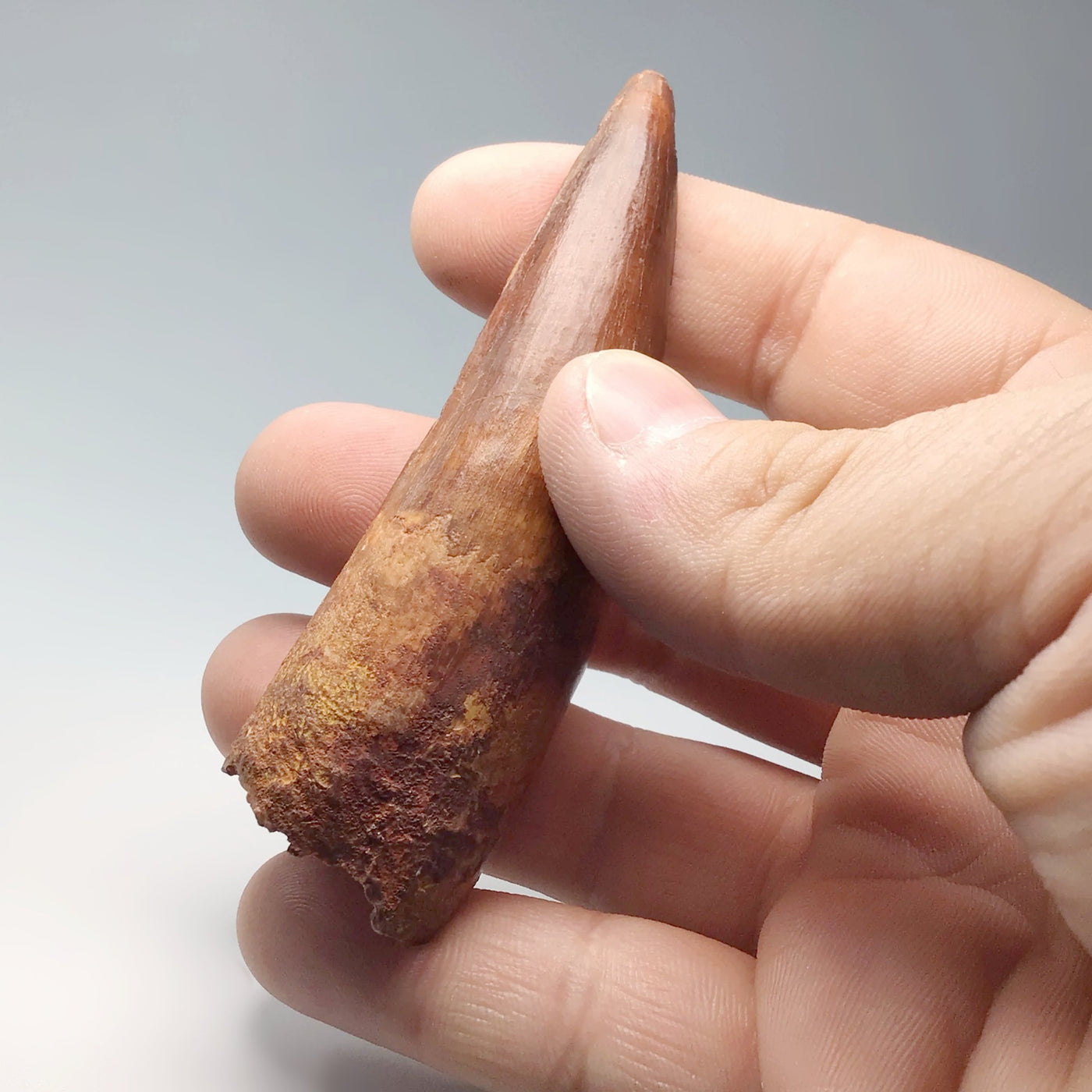 Fossilized Spinosaurus Tooth Specimen