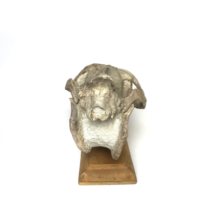 Fossilized Oreodon Skull Specimen