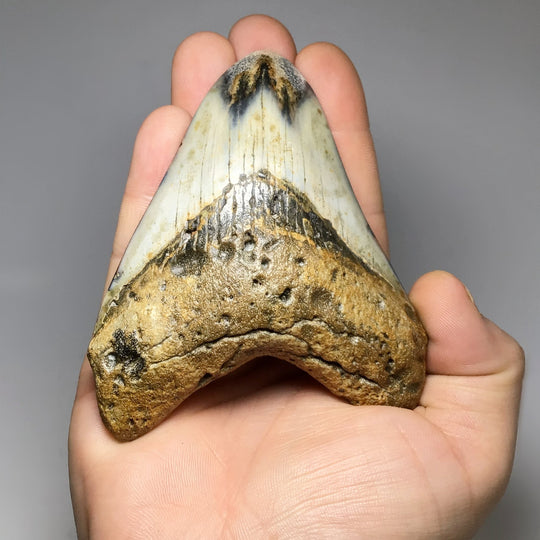 Fossilized Shark Tooth Specimen: Carcharodon Megalodon - Rocks and Gems Canada