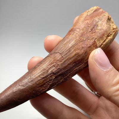 Fossilized Spinosaurus Tooth Specimen