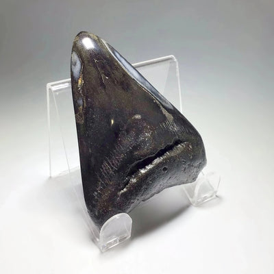 Polished Fossilized Shark Tooth Specimen: Carcharodon Megalodon