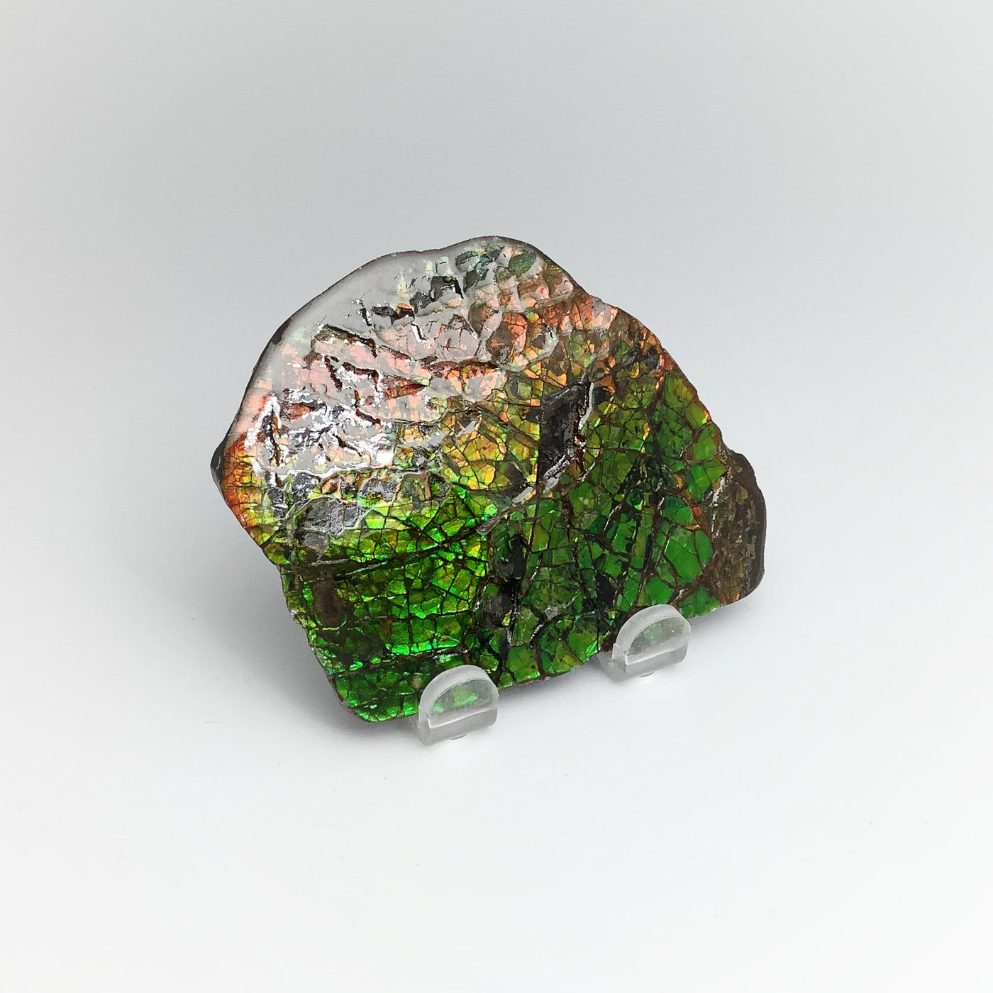 Ammolite Specimen