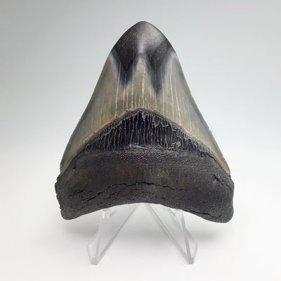 Fossilized Shark Tooth Specimen: Carcharodon Megalodon