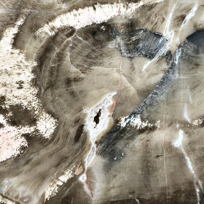 Araucaria Petrified Wood Slice
