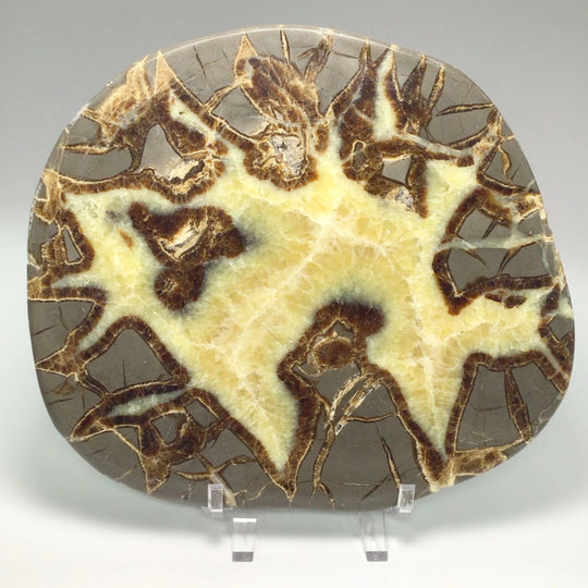 Septarian Slice - Rocks and Gems Canada