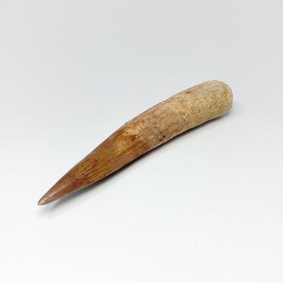Fossilized Spinosaurus Tooth Specimen