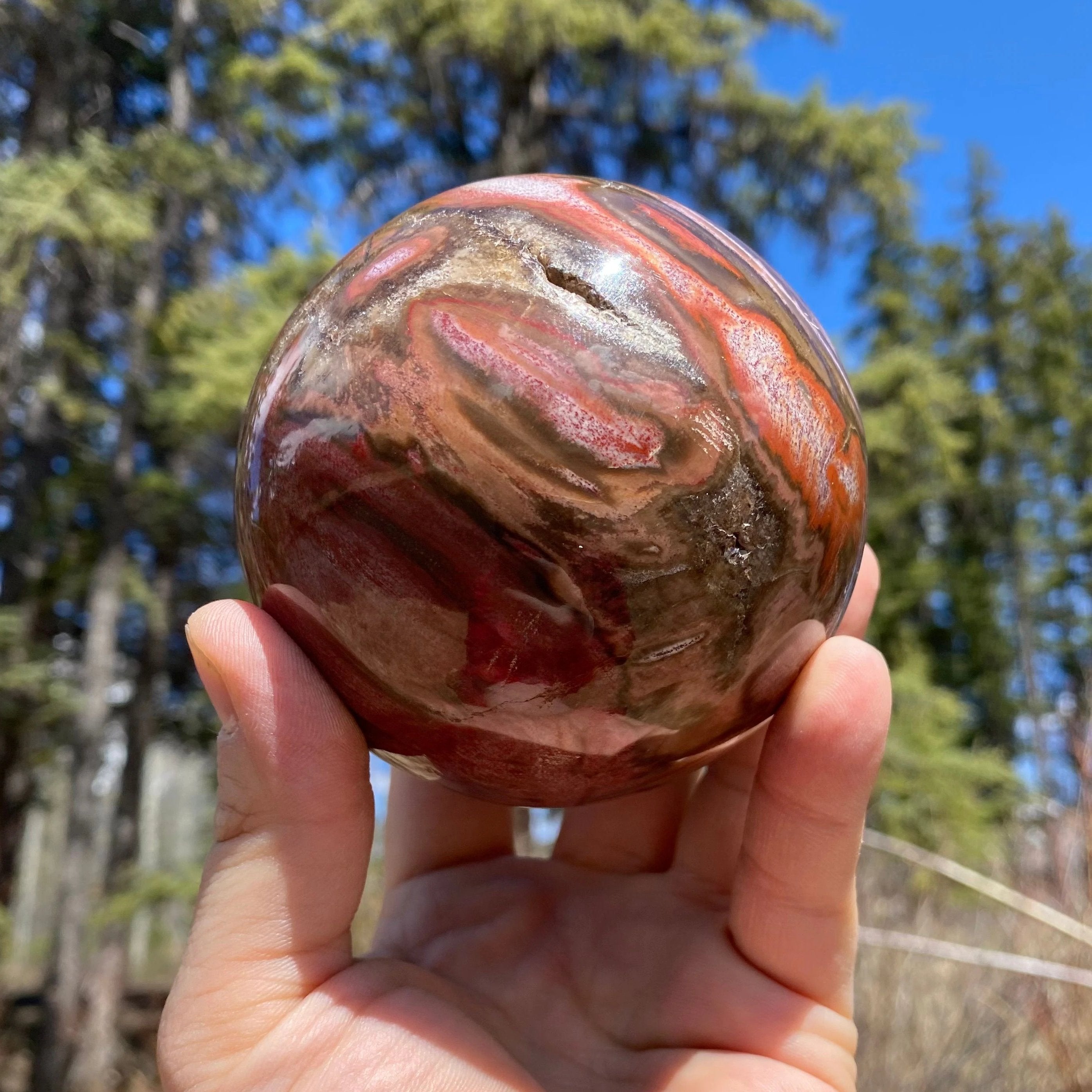 Araucaria Petrified Wood Sphere - Rocks and Gems Canada